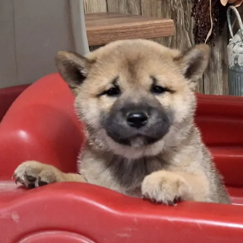 Shiba Inu | Vacinado e Vermifugado