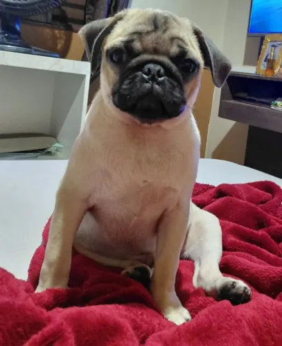 Pug macho