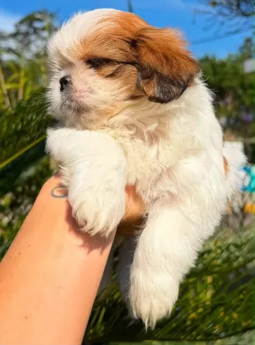 Filhote de shih tzu