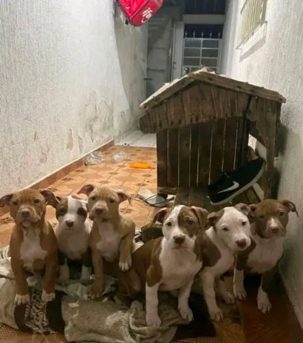 Pit Bull para doação