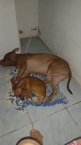 Para doar o Pitbull e um pinche .