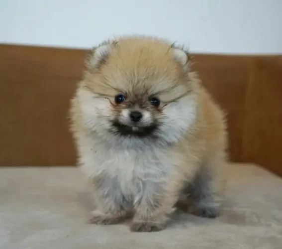 Spitz Alemão Filhote O Pequeno Encanto Que Vai Roubar Seu Coração