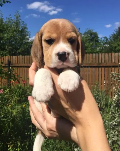 Beagle Um amigo que se faz presente