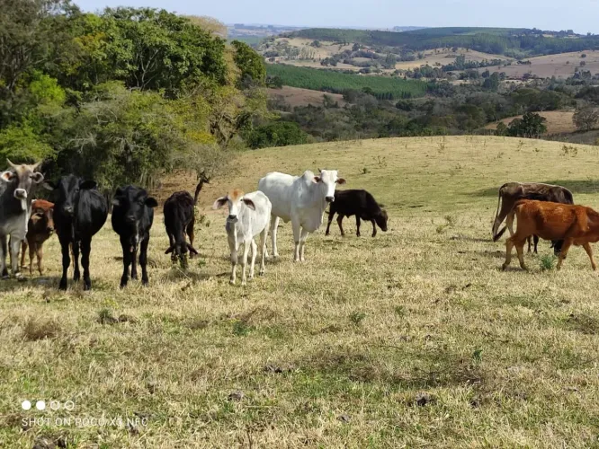 Sítio 6 Alqueires, Água Corrente, 2 Casas Simples, Terra Preta Muito Boa