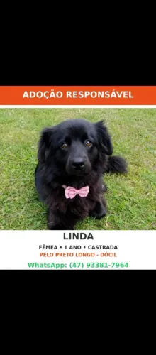 Amora para adoção