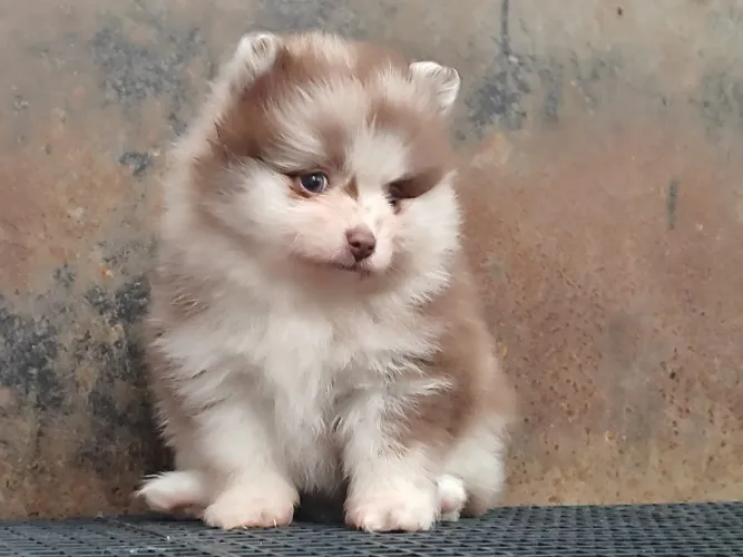 Spitz alemão