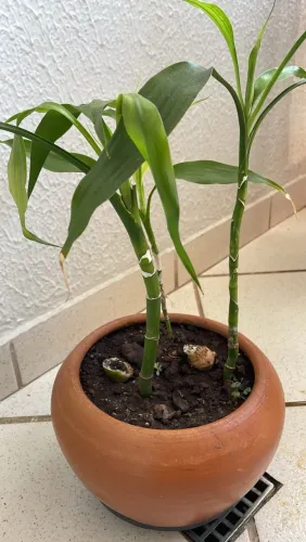 Bambu da sorte planta natural 80,00
