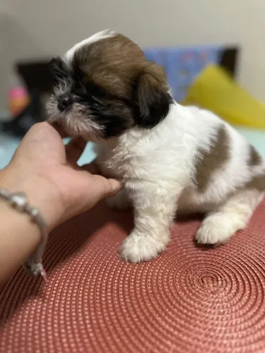 Shitzu fêmea 