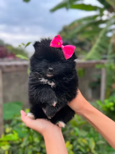 Lulu da pomerania femea 