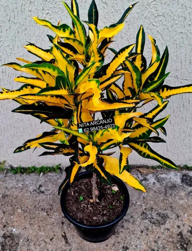 Vendemos plantas ornamentais 