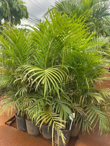 Muda De Areca Bambu