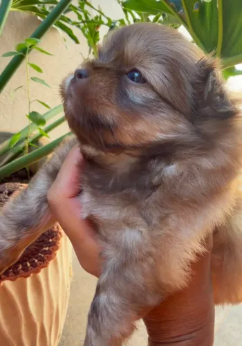 Filhotes de shih tzu