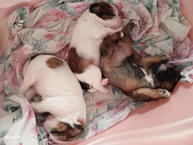 Shih Tzu