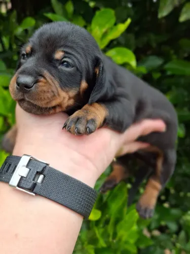Lindos bebes dachshund lindos demais varoas cores