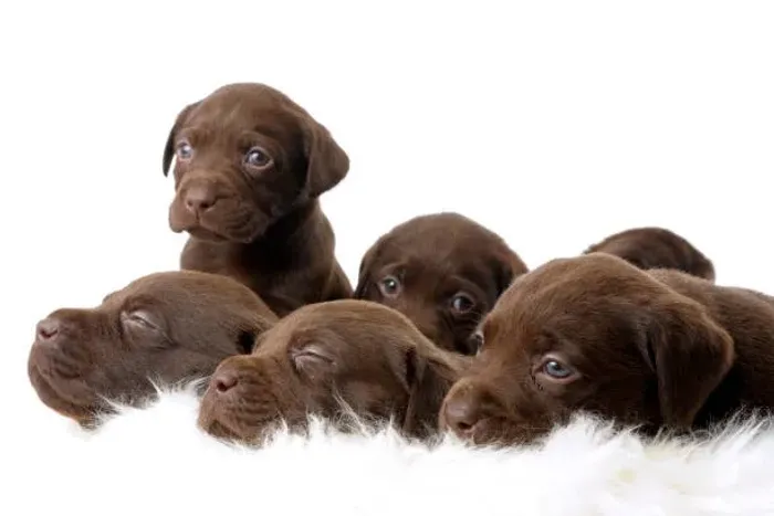 Labrador Chocolate Apaixonante ?