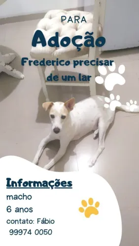 Cachorrinho dócil pra adoção