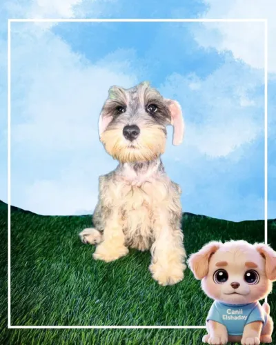 Schnauzer  femea disponíveis 