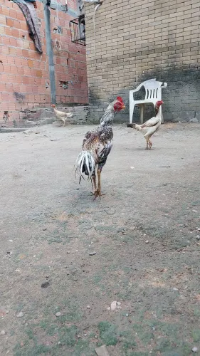 Vendo 1 frango e 2 galinhas