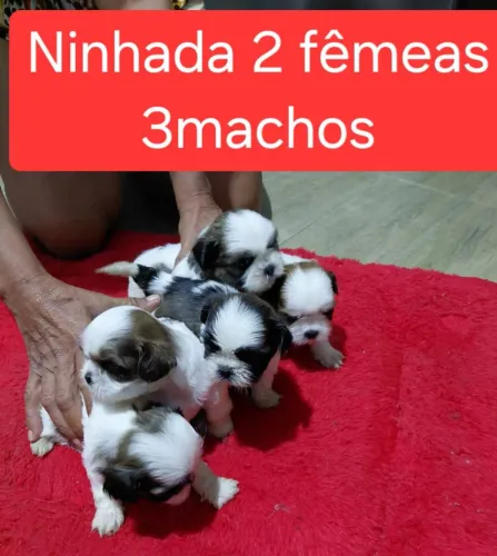 Filhotes de Shih Tzu de Linhagem Selecionada - A pronta entrega Estado Rj 12x no cartão 
