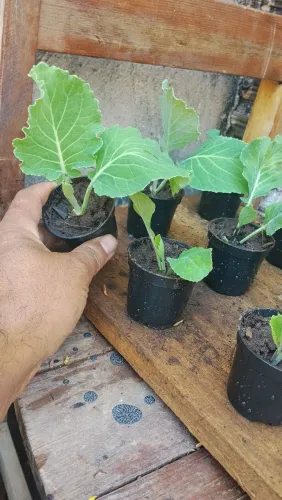 Mudas de couve já enrraisadas