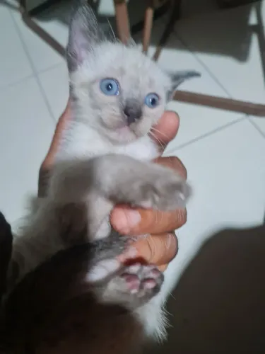 Gatinho macho e femia prá doação.