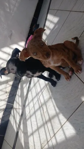 Doação de cachorros