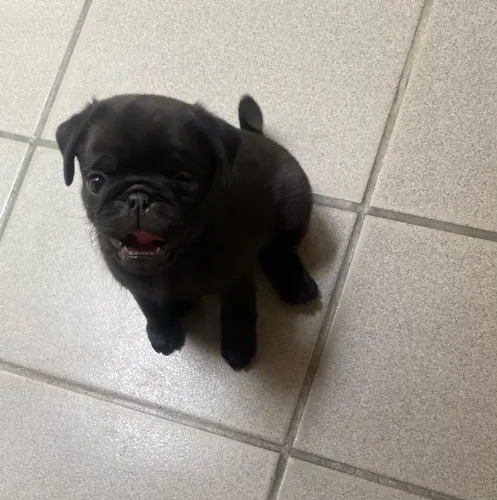 Pug