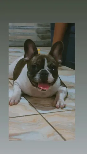 Bulldog Francês
