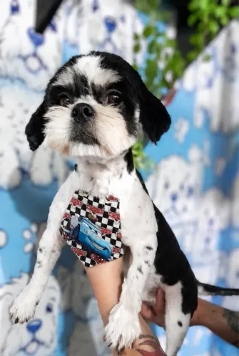 Cachorro Shih tzu macho 