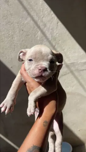 Vendo filhote de Pitbull, rebaixado 