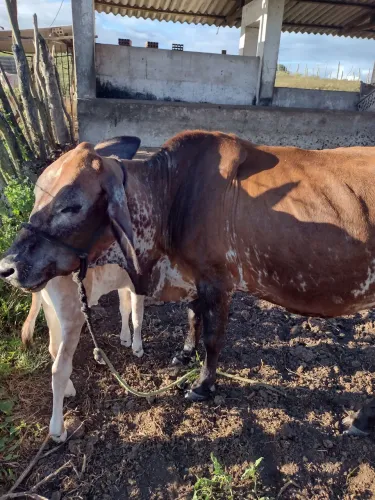 Vaca com uma bezerra no pé, boa de leite também cuidar