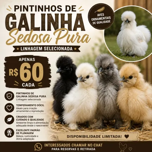 Pintinhos de Galinha Sedosa Pura ? Linhagem Selecionada (R$ 60 cada)