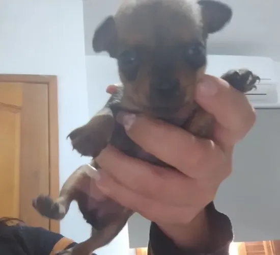 Filhote de pinscher 