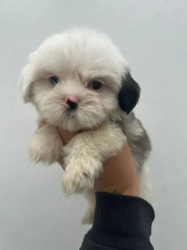 Filhote shih tzu, Aumigos Leais Esperando um Lar Cheio de Amor!
