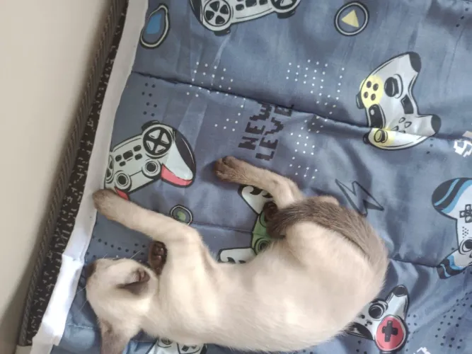 Doação responsável Gatinho de 2 meses e meio