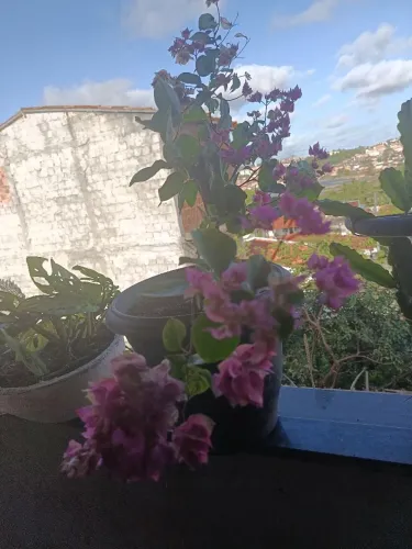 Mudas.de primavera