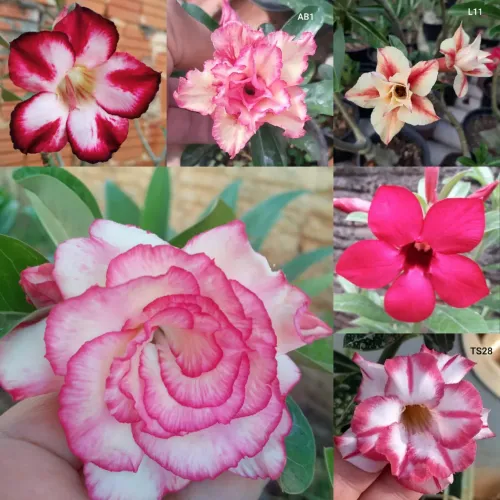 Rosa do Deserto (mudas)