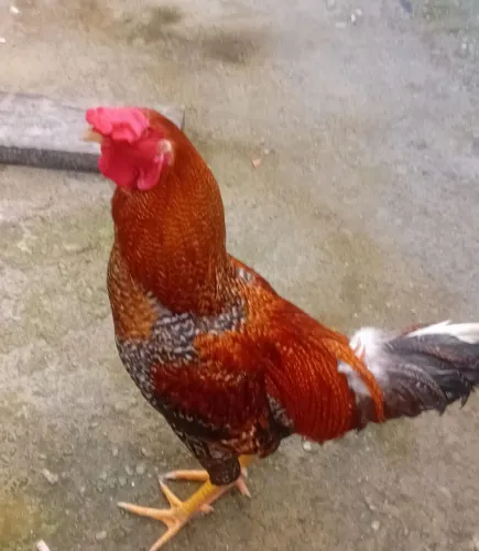 Vendo um galo caipira