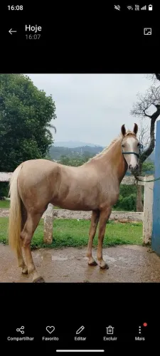 Égua mangalarga marchador ,Marilha