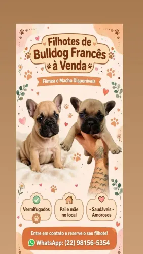 Bulldog francês