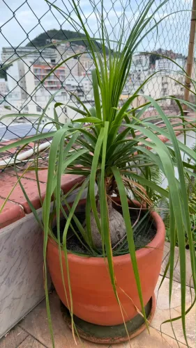 Planta pé de elefante com vaso de cerâmica