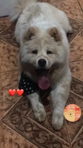 Doação responsável com ajuda de custo - Chow Chow Zeus