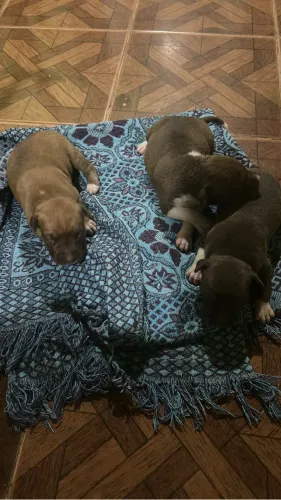 Lindas filhotes de pitbul 