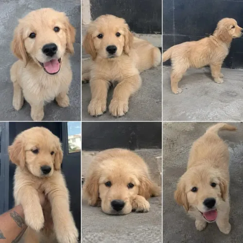 Doação filhotes de Golden
