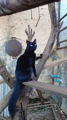 Gato castrado peludinho 10 meses