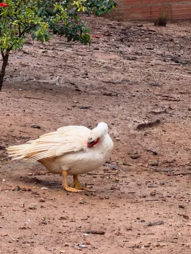 Vendo um pato macho