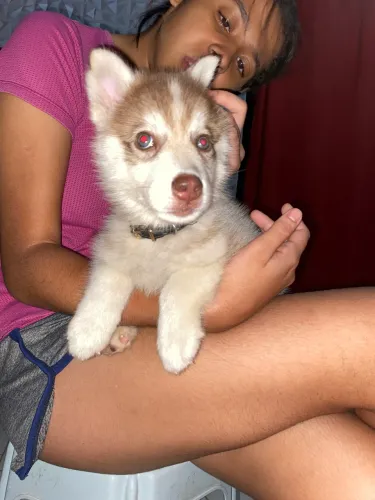 Husky siberiano 