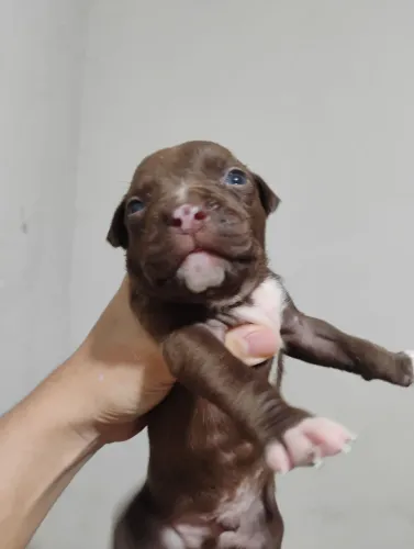 Filhotes de Pitbull para vender 