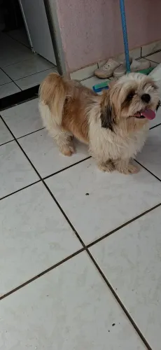 Doação de um shi tzu macho