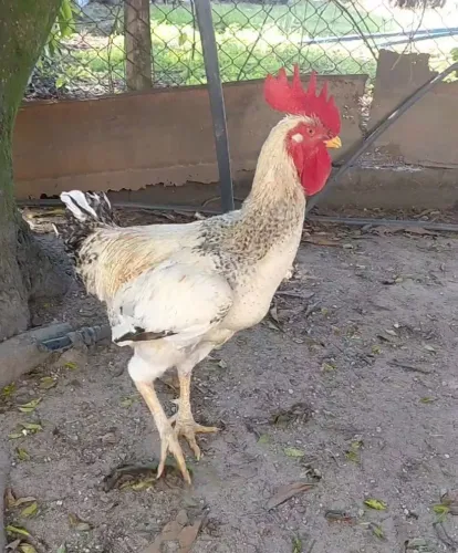 Vendo galo